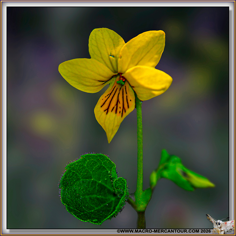 Viola biflora